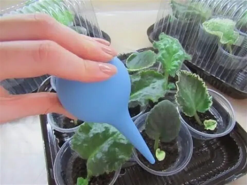 Как часто поливать фиалки. Фиалки и прикорневой полив. Сенполия фитильный полив. Vi-bella фиалка. Правильный полив фиалок.