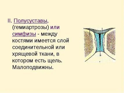 Симфиз грудины