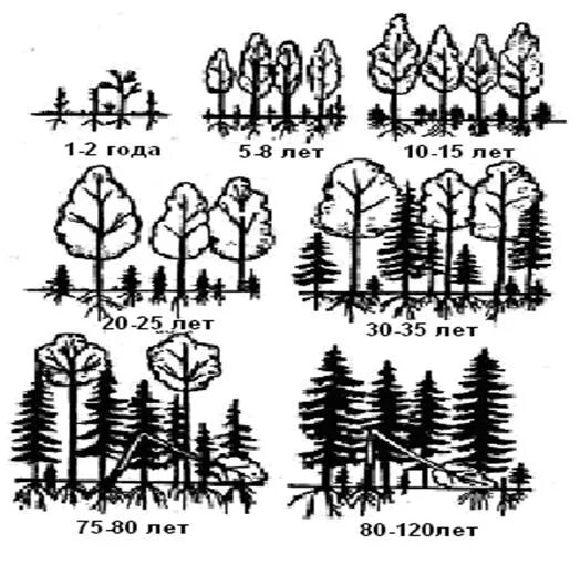 Этапы смены растительного сообщества. Сукцессия ельник схема. Вторичная сукцессия елового леса. Ярусы Березняка. Смена Березняка ельником.