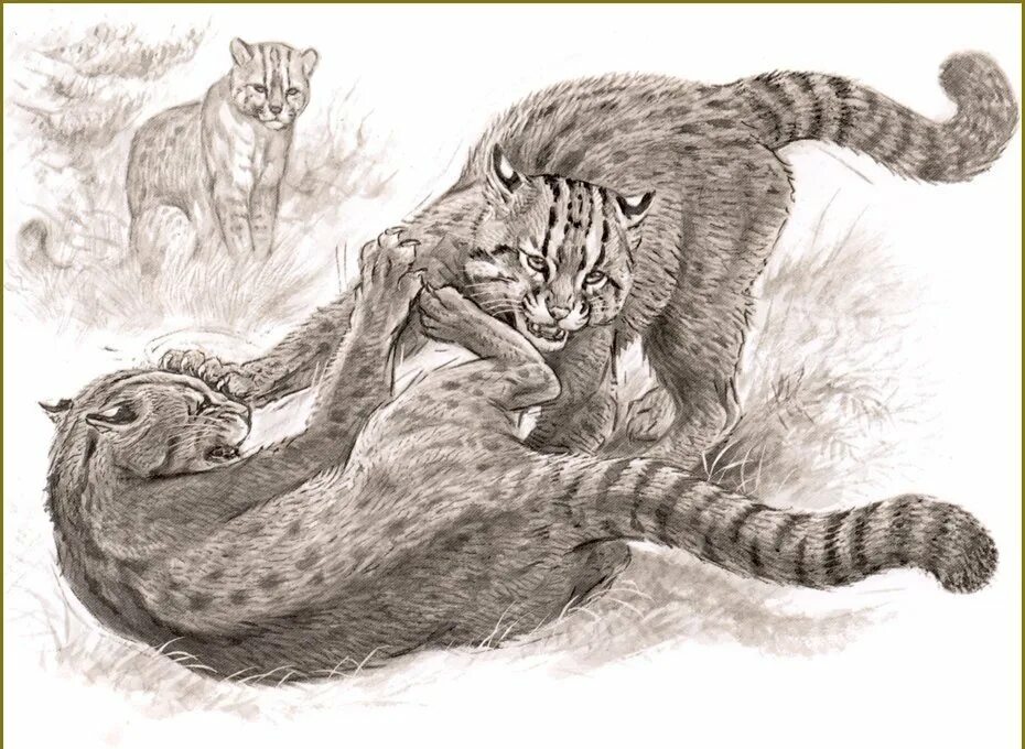 Рисунки диких кошек. Пума рисунок. Как нарисовать дикую кошку. Художник роберт даллет. Зарисовки животных в движении.