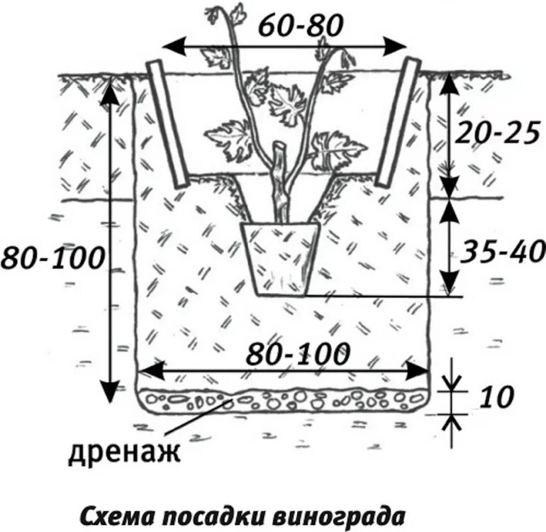 как садить виноград. схема посадки винограда весной саженцами. как садить виноград. схема посадки винограда весной саженцами. виноград посадка саженцев весной.