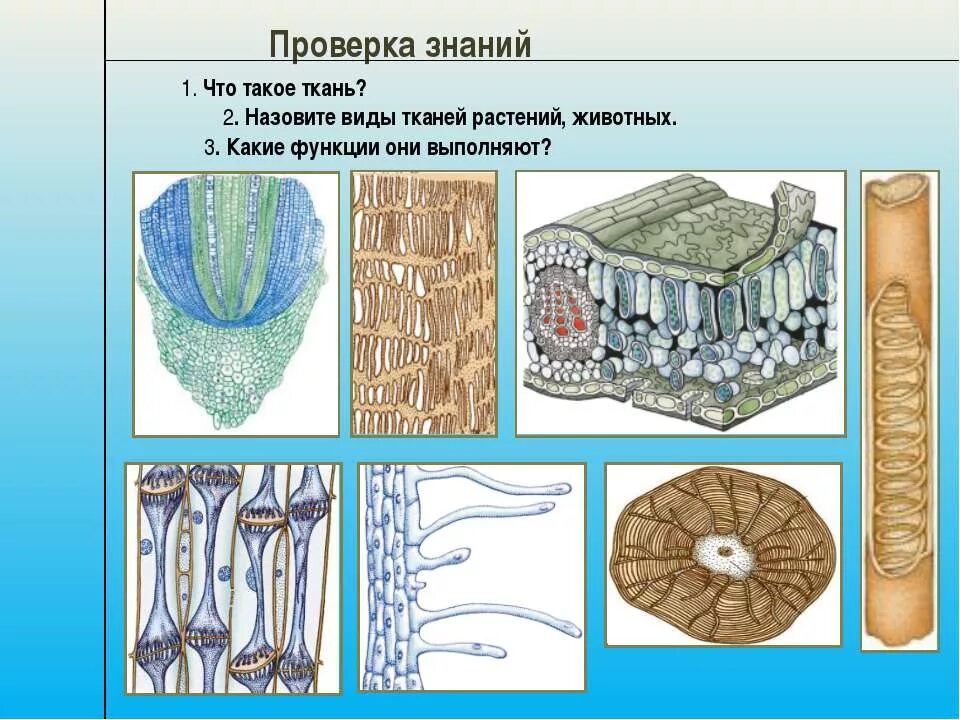 Ткани растений и животных. Растительные ткани рисунки. Растительные и животные ткани. Ткани растений рисунки. Виды растительных тканей рисунки