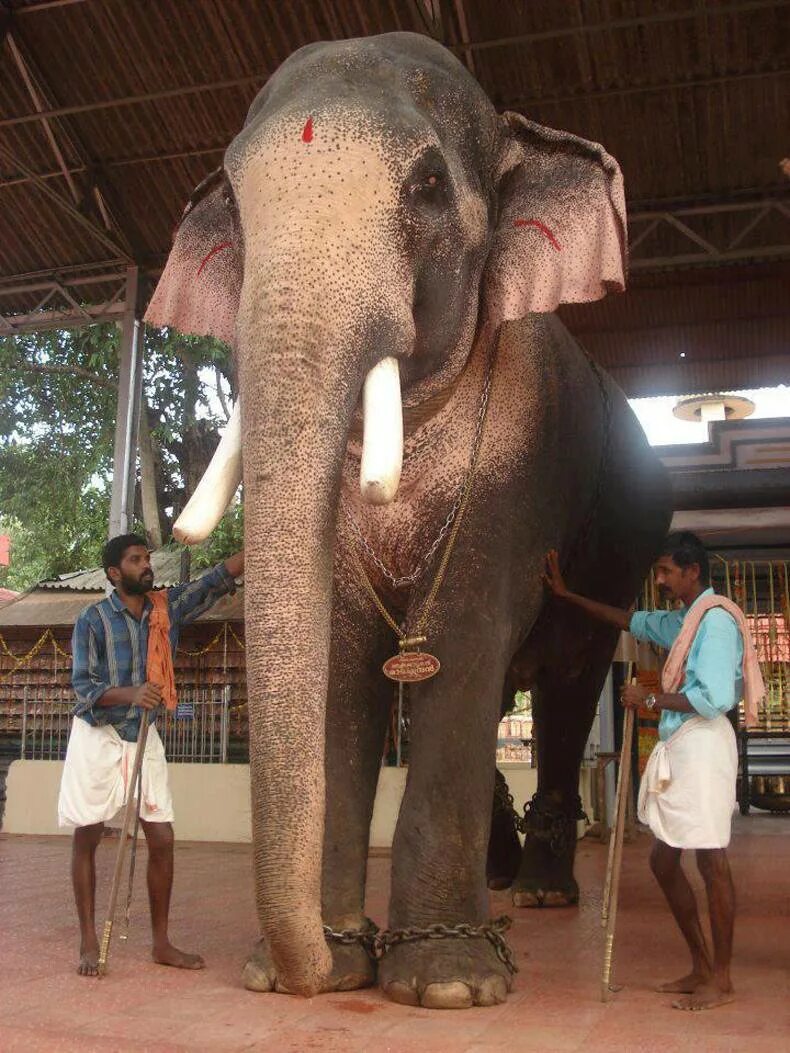 Много длинных членов. Огромный слон. Самый большой слон. Слон рядом с человеком.