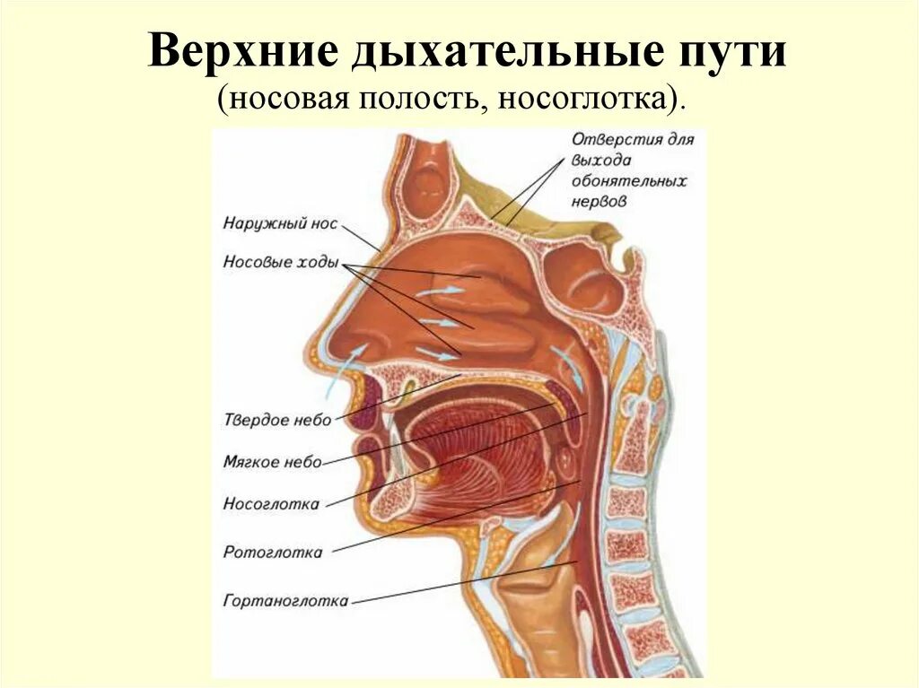сделав несколько глотков