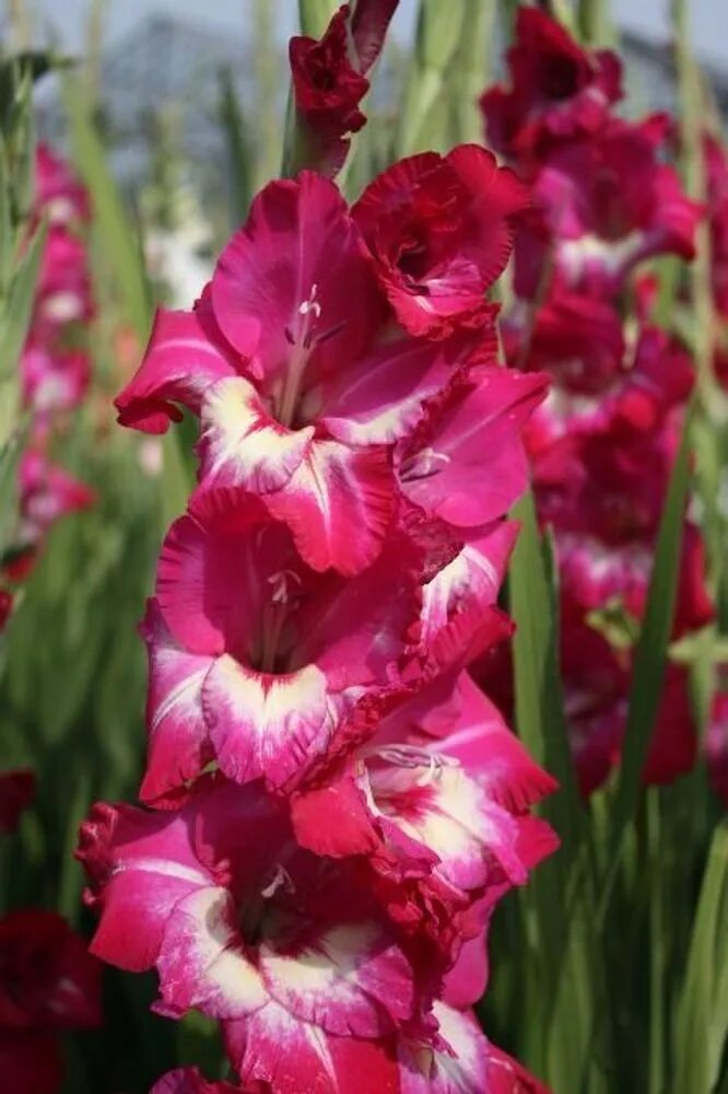 Гладиолус бамбино венеция. Гладиолус голубой думелис. Гладиолус новара. Гладиолус новара 10шт. Гладиолус бамбино новара.