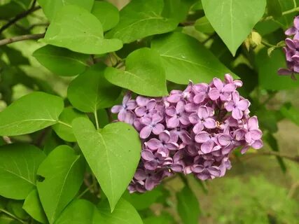 Какая пластинка у сирени