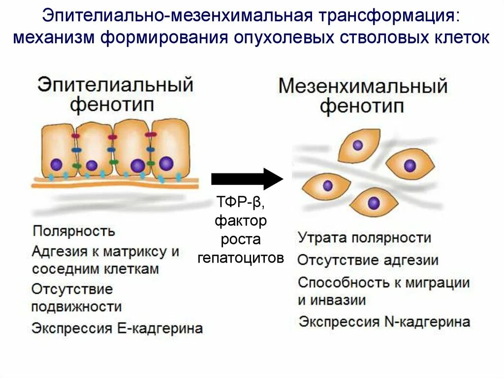 Трансформация клеток. Эпителиально-мезенхимальная трансформация опухолевых клеток. эпителиально-мезенхимальный переход в опухолях. рост опухолевых клеток. мезенхимальные и эпителиальные клетки.