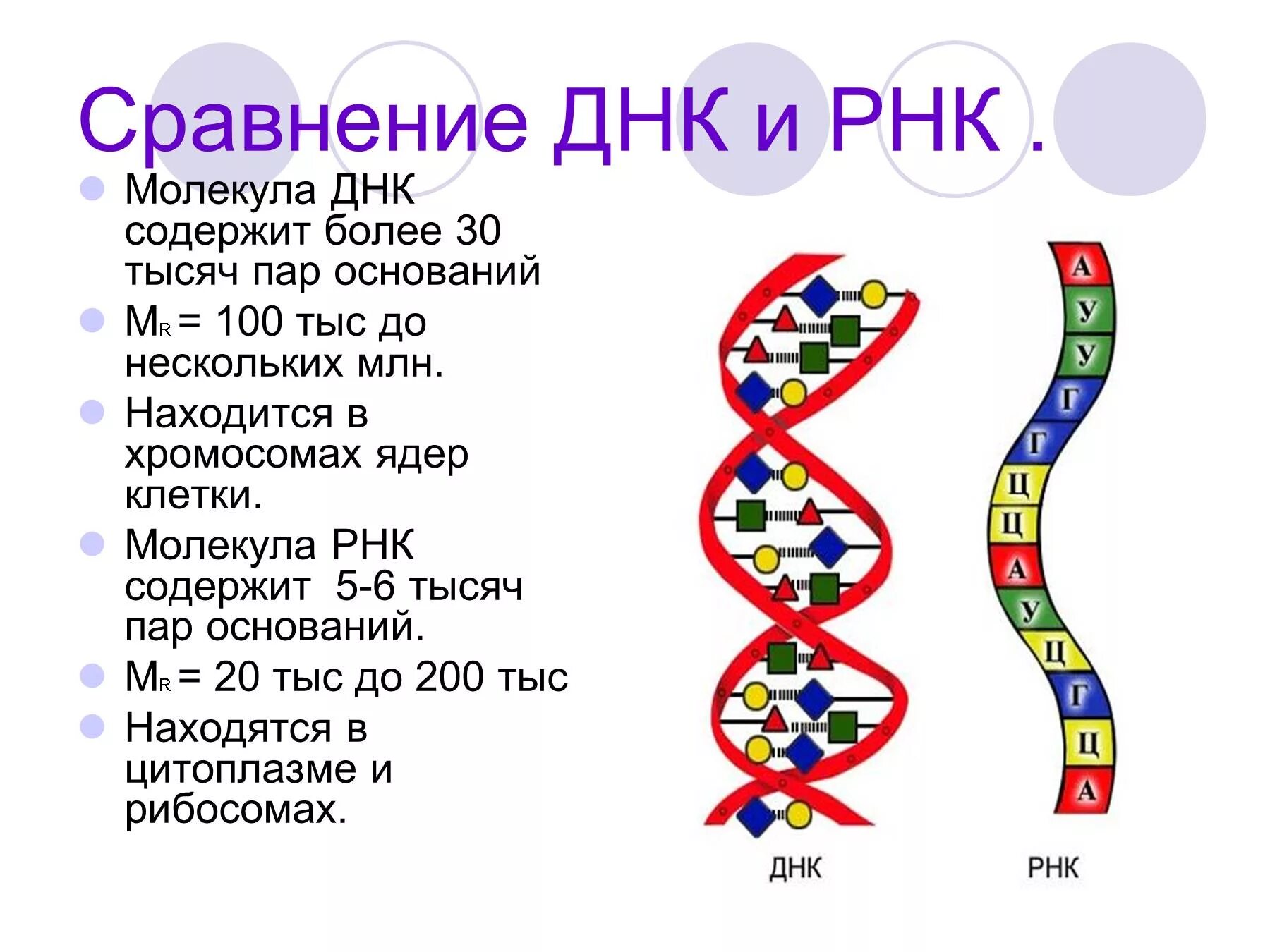 Выберите признаки молекулы днк. Строение молекулы ДНК И РНК. Молекула РНК. Структура молекулы ДНК И РНК. Молекула ДНК И РНК.