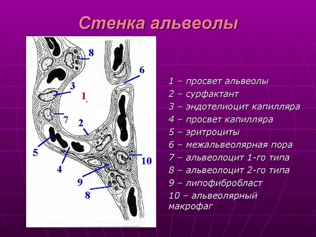 Альвеолярные пузырьки у млекопитающих находятся в. Строение стенки альвеолы. Строение стенки альвеолы гистология. Строение альвеол гистология. Альвеолярный эпителий схема.