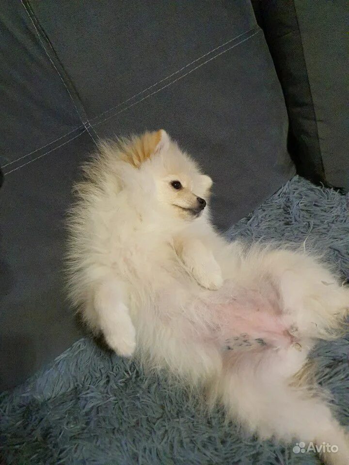 шпиц живот. шпиц живот. померанский шпиц лисьего типа. бритые шпицы. шпиц живот.