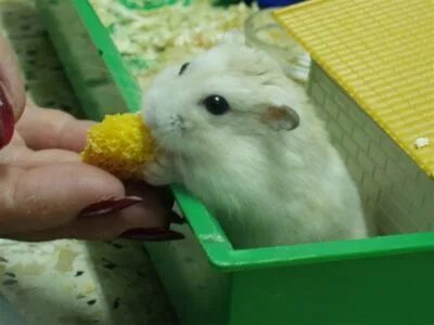 Новый миллион в хомяке