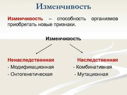 Случайная изменчивость вопросы