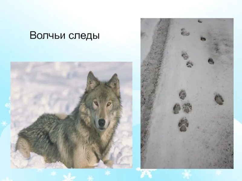 Чем отличается волчий след от собачьего. Следы волка и собаки отличие на снегу. след волка на снегу отличие от собаки. след волка. следы волков.