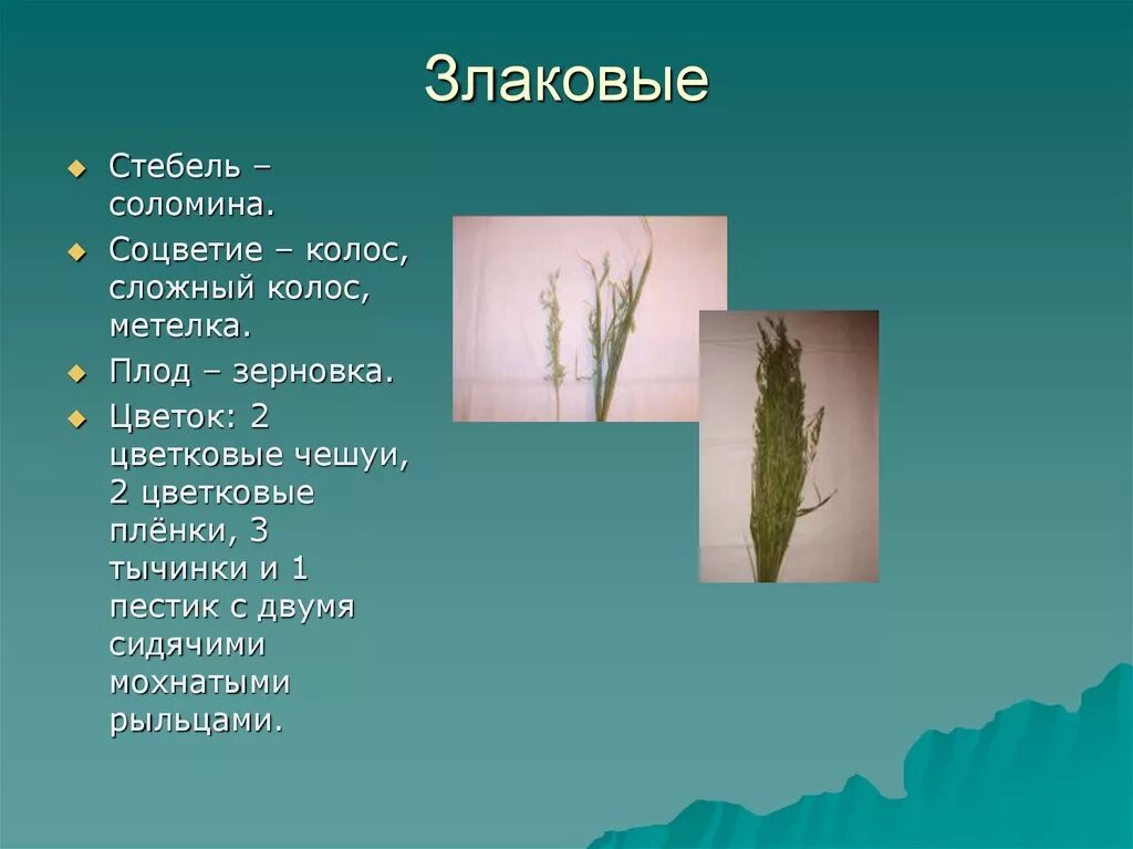 Стебель лист злаковых. Стебель злаковых соломина. стебель-соломина семейство. семейство злаки стебель. семейство злаки стебель соломина.