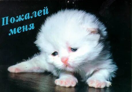 Люблю милый не могу без тебя