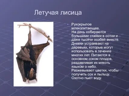 Волонтеры реабилитологи рукокрылых часто сталкиваются с необходимостью