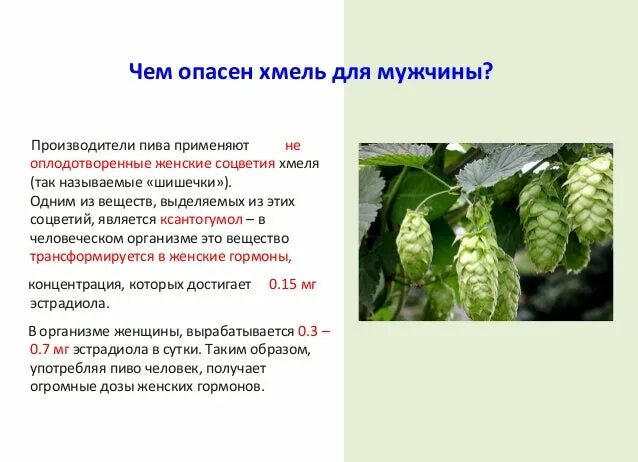 Использование хмеля