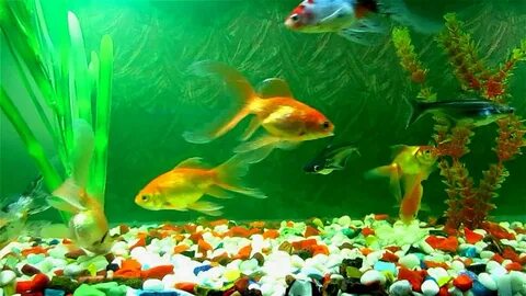 Фон для презентации аквариумные рыбки (205 фото) - фото - картинки и рисунки: ск