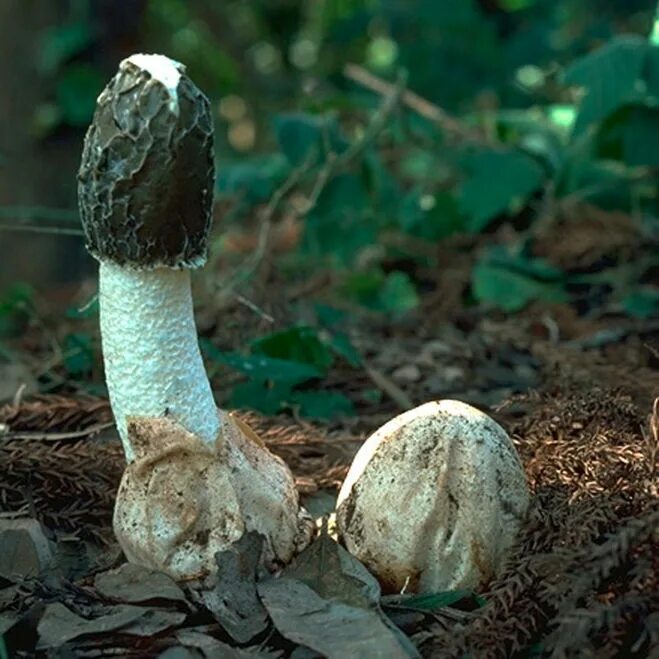 Веселки грибы лечение. Весёлка обыкновенная гриб. Весёлка — phallus impudicus. Phallus impudicus Веселка обыкновенная. Гриб Веселка яйцо.