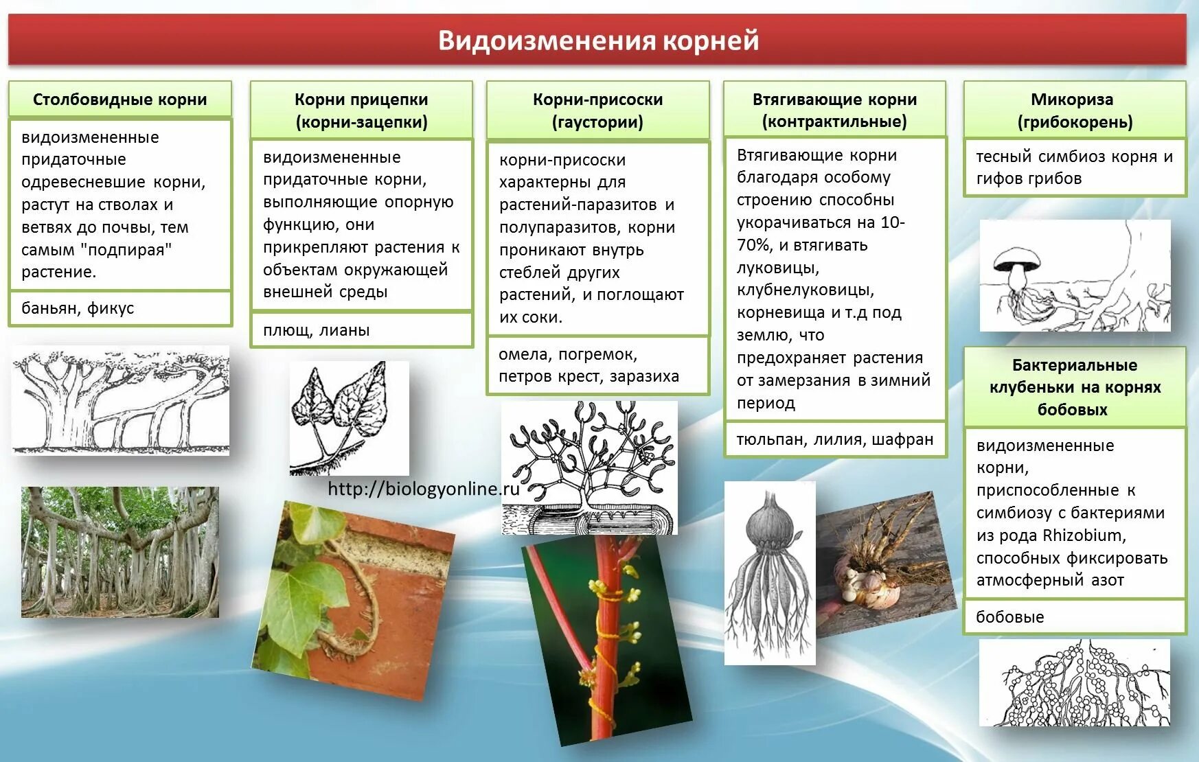 Таблица по биологии видоизменения корня. Что относится к видоизмененным корням биология 6