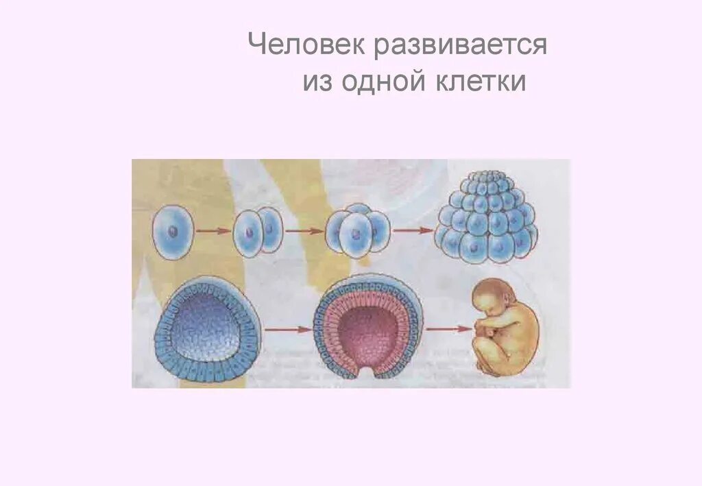 Первая клетка. Что развивается из зиготы. Развитие нового организма из зиготы. Первейшие клетки.