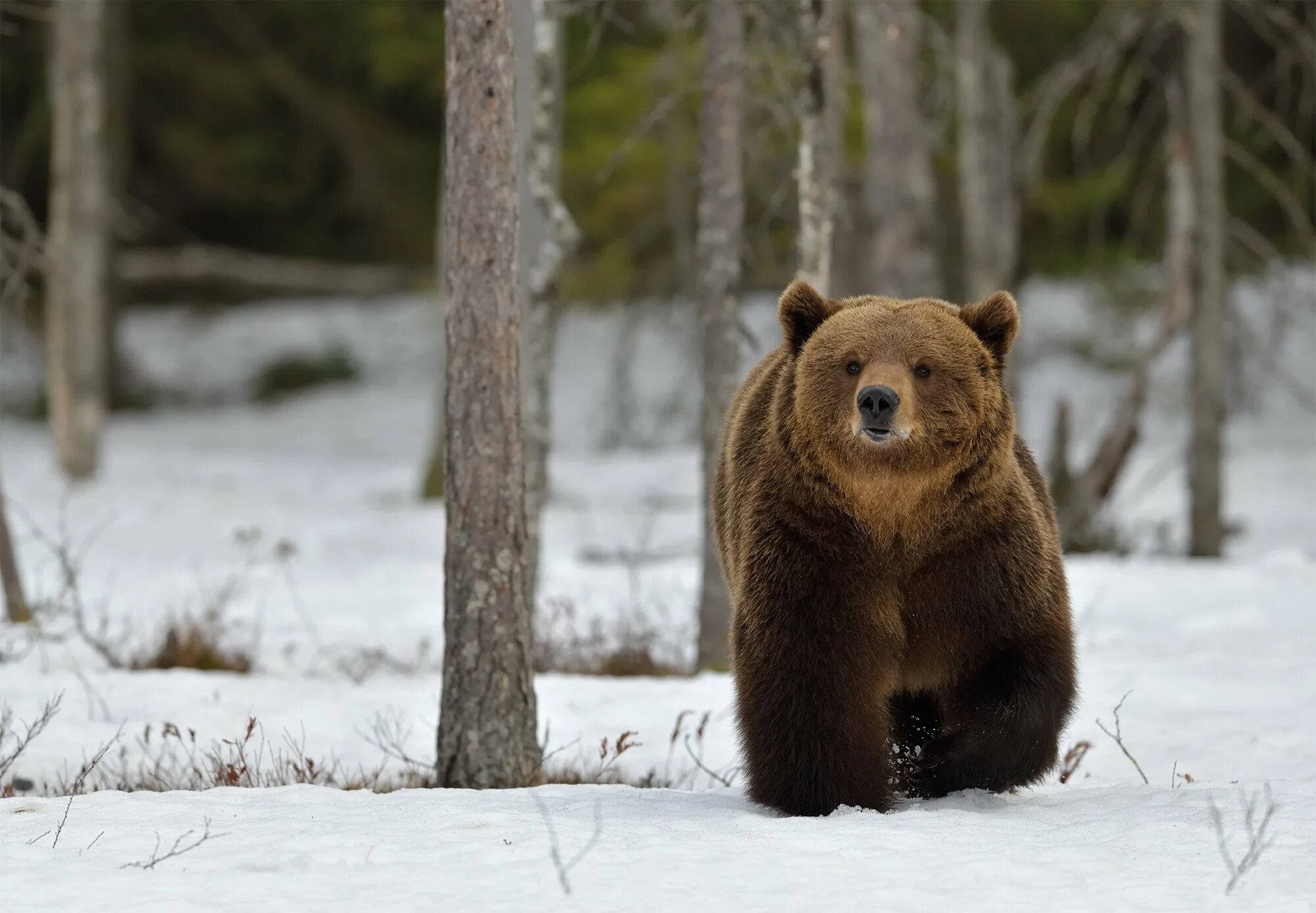 Кроноцкий заповедник бурый медведь. Баргузинский заповедник бурый медведь. Баргузинский заповедник медведь. Бурый медведь (ursus arctos). Северная америка медведь гризли.