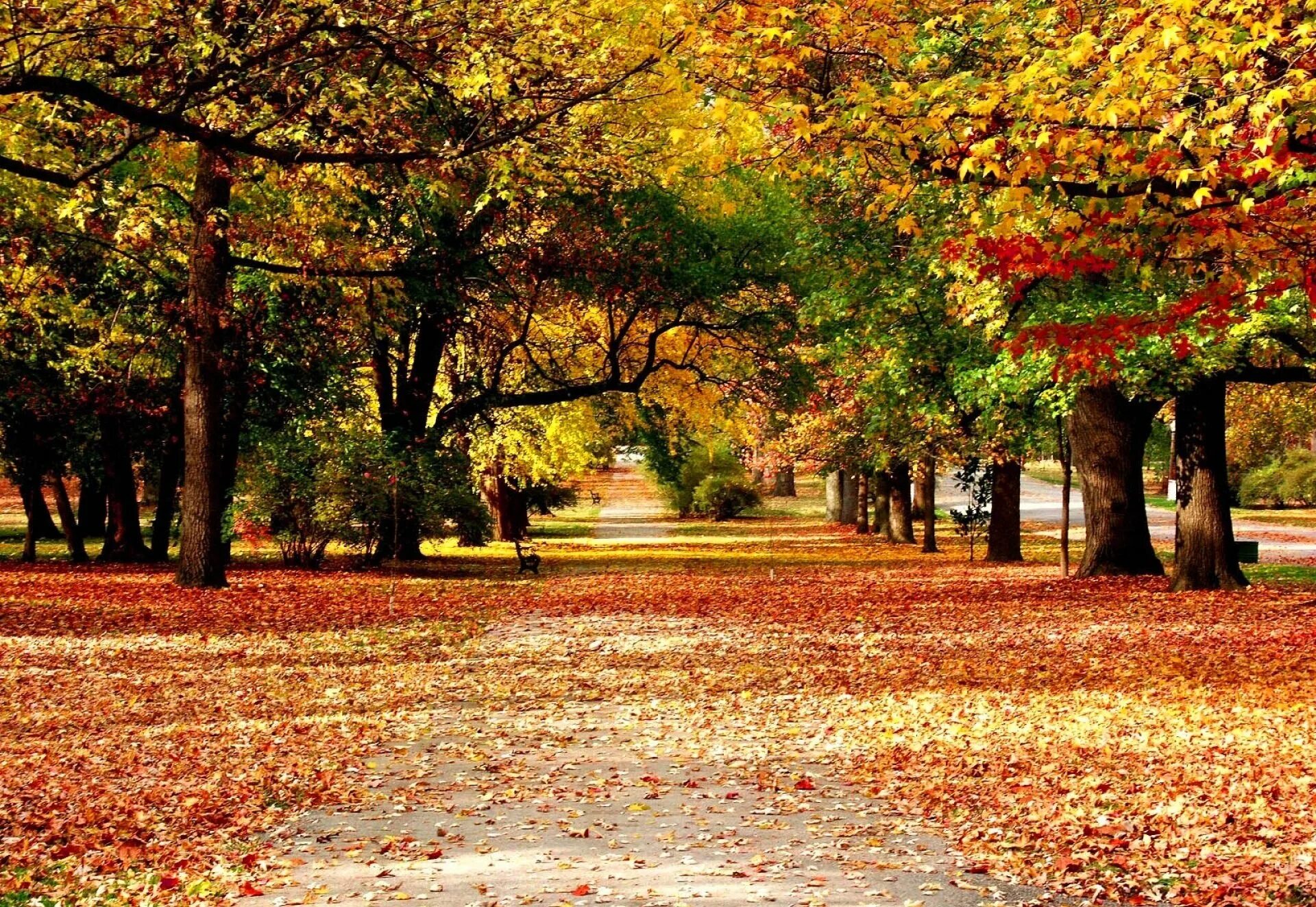 Autumn live