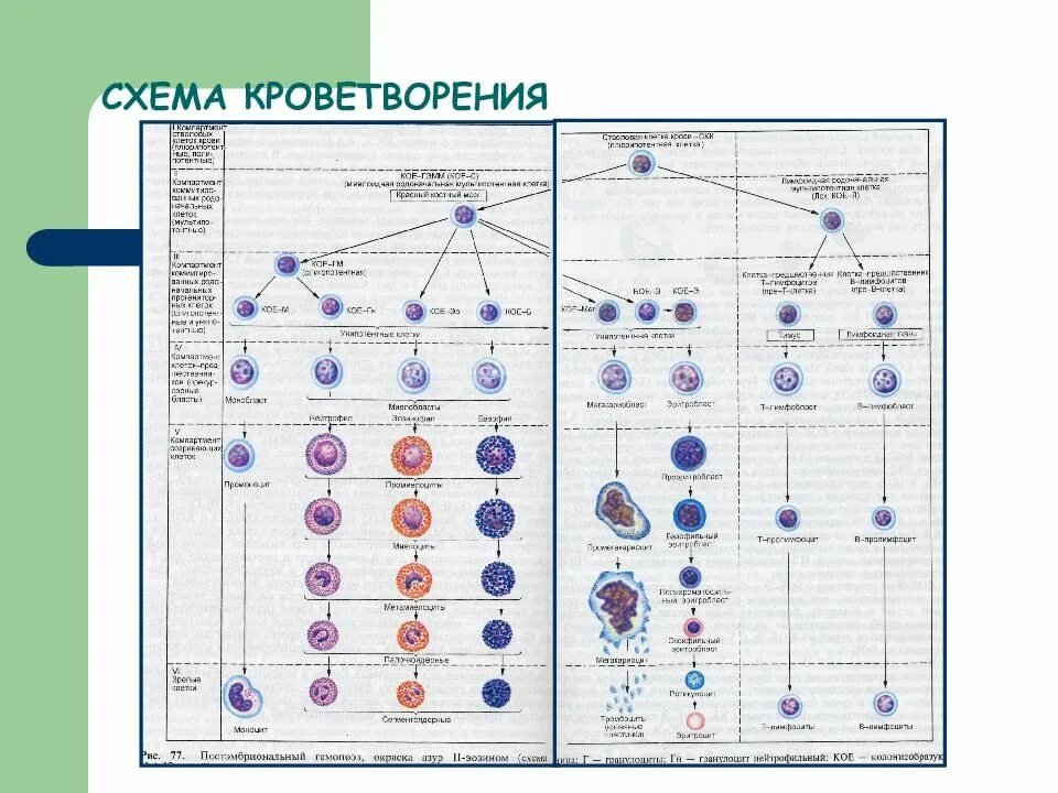 Обеспечивает кроветворение. Схема гемопоэза гистология. Гемопоэз таблица. Схема гемопоэза ретикулоциты. Гемопоэз схема кроветворения.