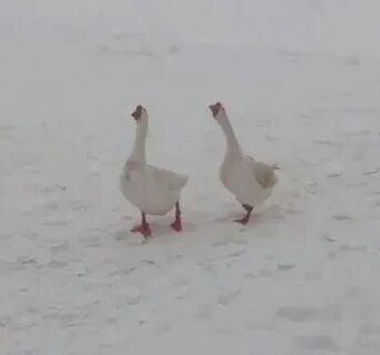 Приходит гуси