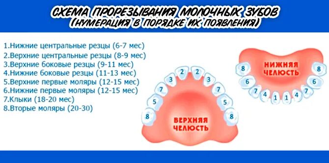 Через сколько вылазит зуб. Прорезывание зубов у детей. Прорезывание коренных зубов. Десна при прорезывании зубов. Десна при прорезывании зубов у ребенка.