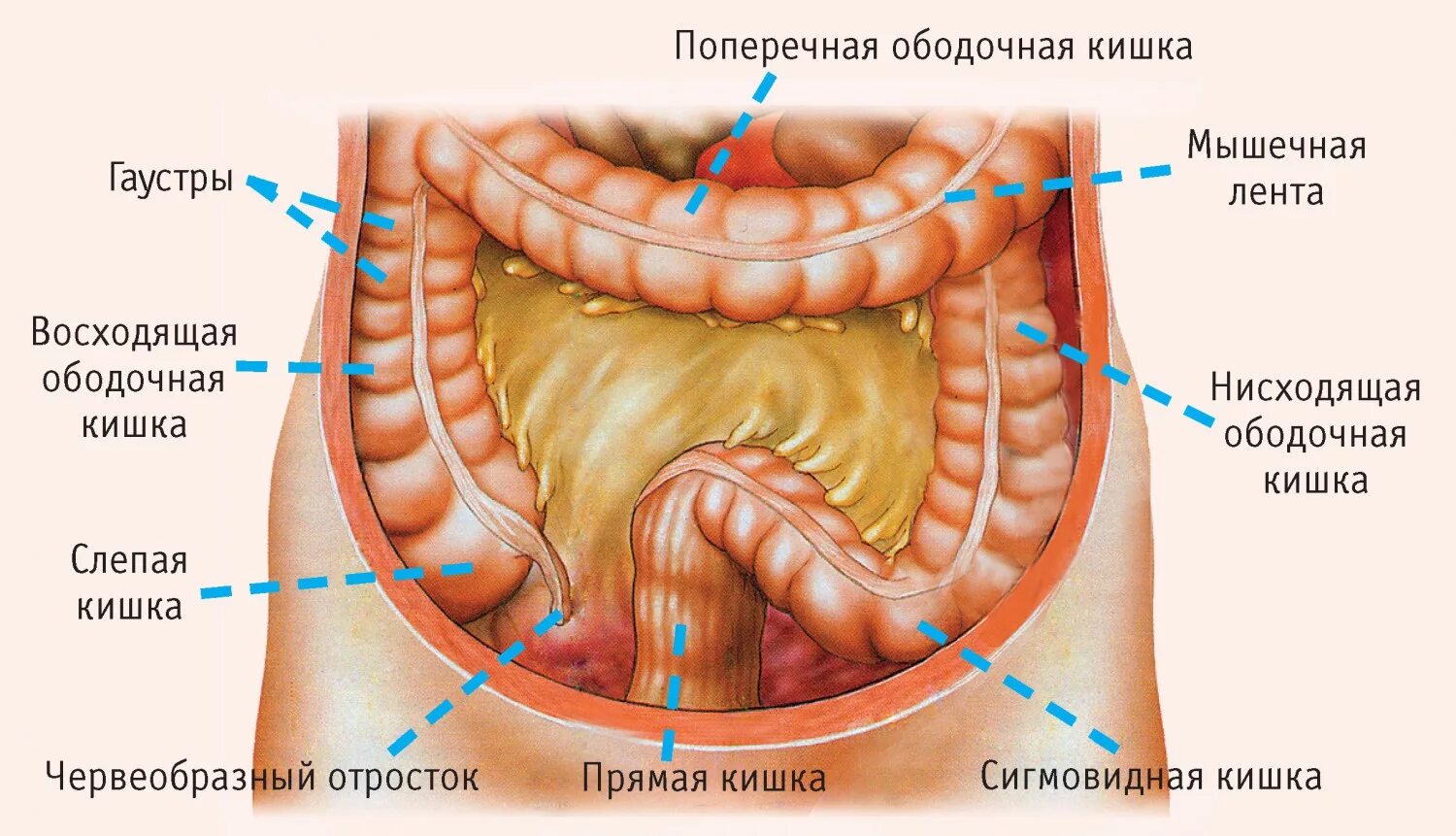 Поперечная ободочная кишка находится