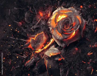 Destroy rose