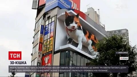 Реклама котиков посреди арбата