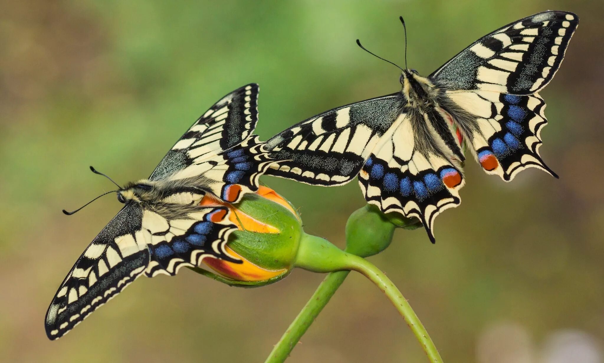 2 летающие бабочки. Махаон бабочка Махаон. Papilio Machaon. Тигровый Махаон бабочка. Бабочка Махаон Луговая.