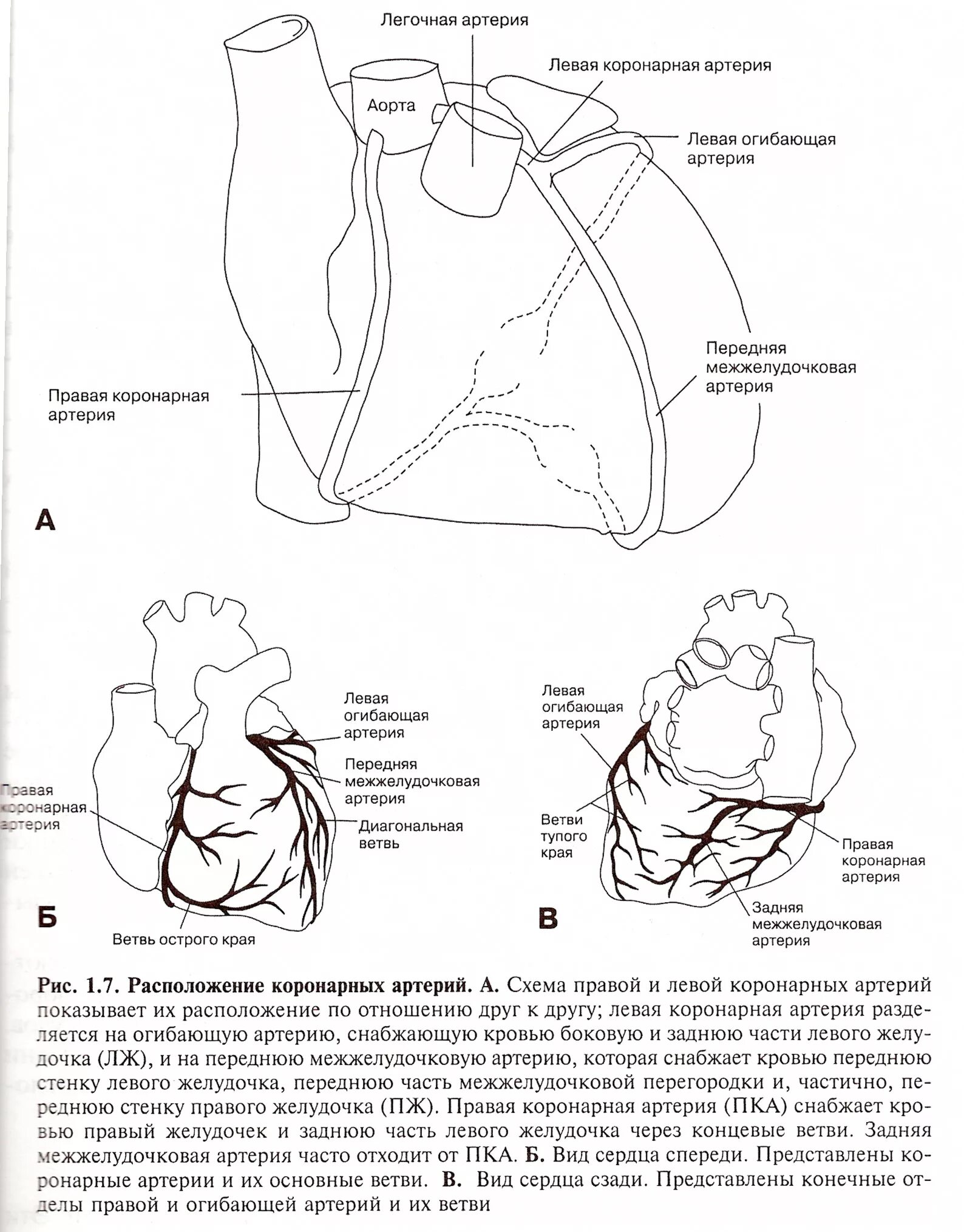 Коронарные артерии сердца схема. Строение коронарных артерий. Схема расположения коронарных артерий сердца. Коронарные сосуды сердца анатомия.