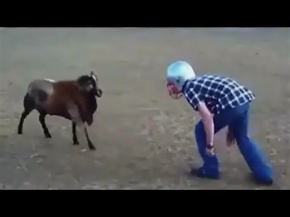 Баран видео приколы. Баран видео приколы