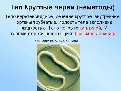 Круглые черви какие животные