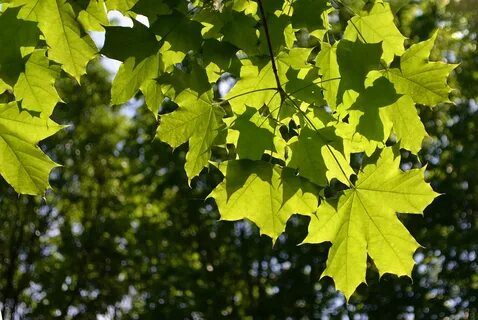 Клен листья во дворе