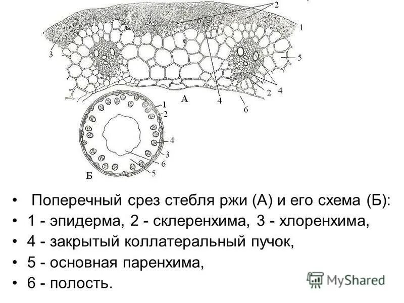). Поперечный срез стебля ржи ( secale cereale l. Поперечный срез стебля соломины. Поперечный срез стебля однодольного. Срез стебля соломины ржи.
