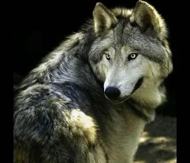 Wolf against