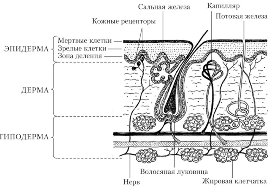 Строение кожи рецепторы кожи. Кожные рецепторы схема. Рецептор волосяного фолликула. Функция железы кожи человека