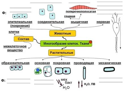 Краткий конспект биология 8 класс
