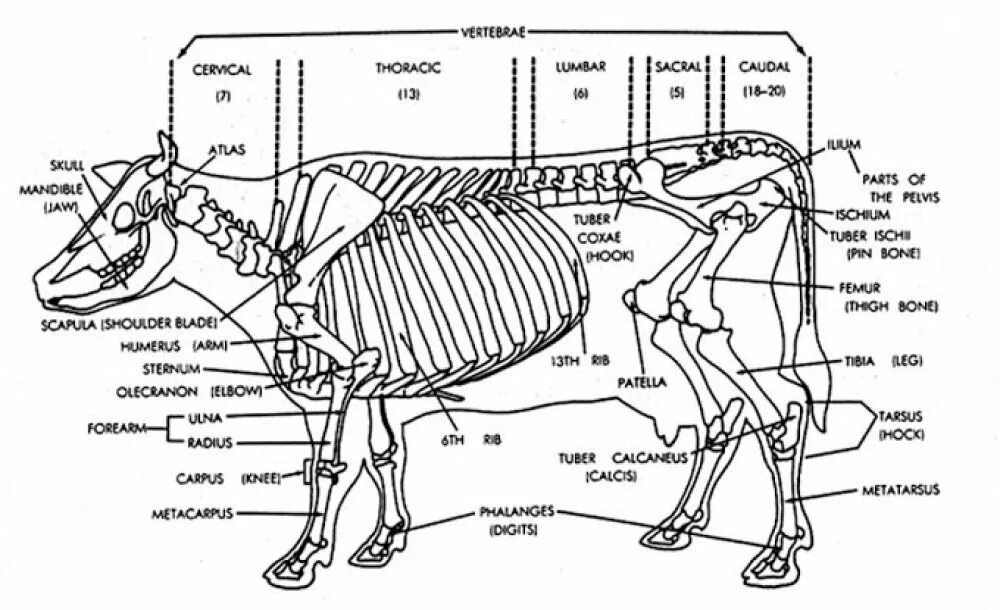 Строение скелета КРС. Осевой скелет КРС. Скелет КРС С обозначениями. Строение скелета крупного рогатого скота. Каудальное направление