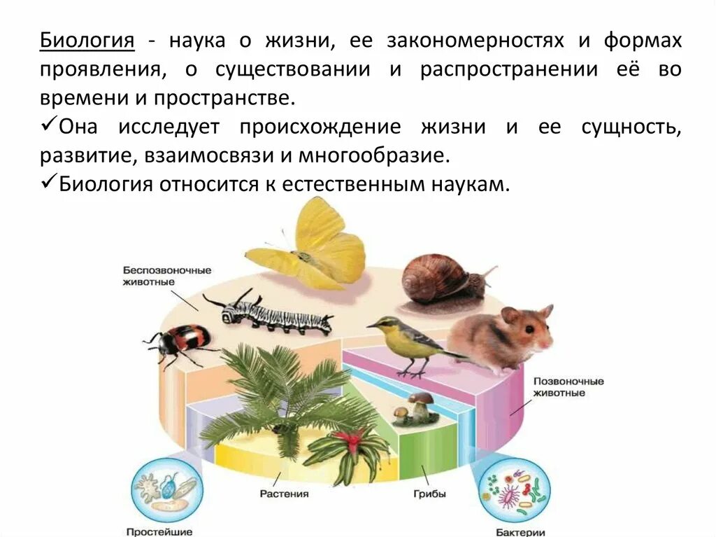 Области науки биологии 5 класс. Термины по биологии. Понятия в биологии. Биология наука о жизни. Термины наук по биологии.