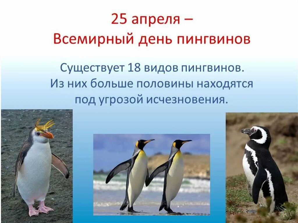 У какого пингвина всегда есть действие. Всемирный день пингвинов. Всемирныйсдень пингвинов. Всемныйдень пингвинов. Всемирный день пингвинов 25 апреля.