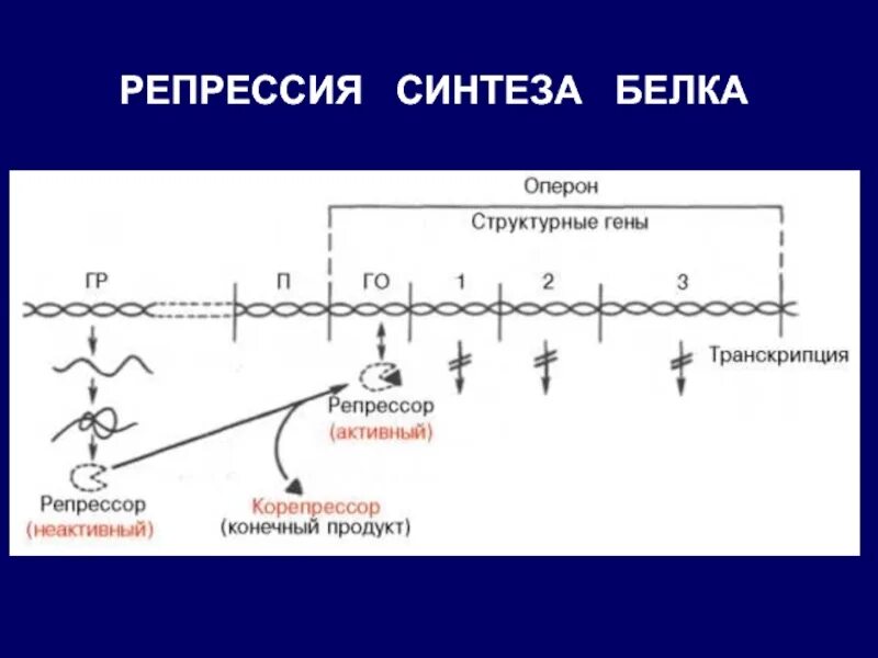Репрессия транскрипции