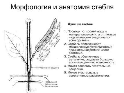 Стебель растения строение и функции
