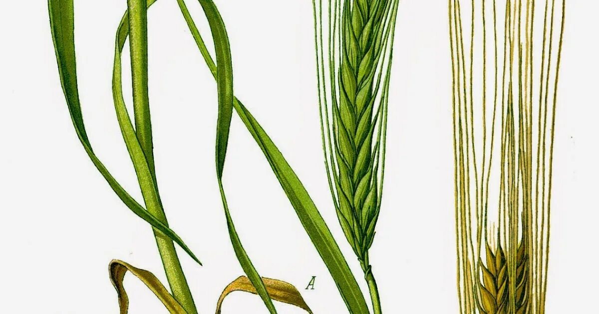 Строение ячменя. Ячмень лейоринхум. Hordeum roshevitzii. Hordeum vulgare кущение. Hordeum lagunculiforme.