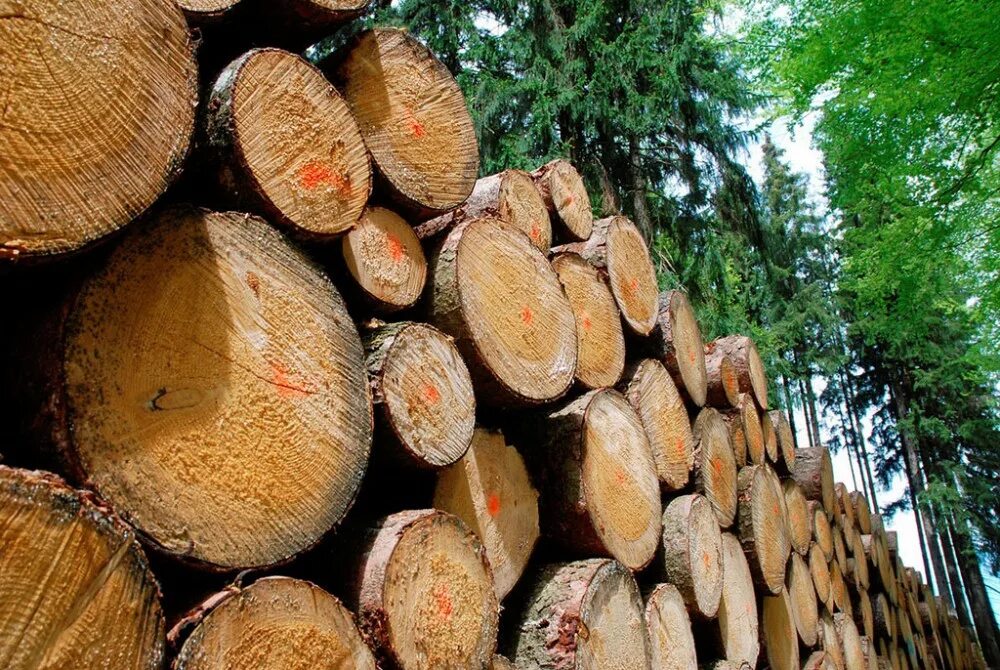 сырья леса. канада лесообрабатывающая промышленность. пиловочник 2 сорт. сырья леса. техсырье осина.