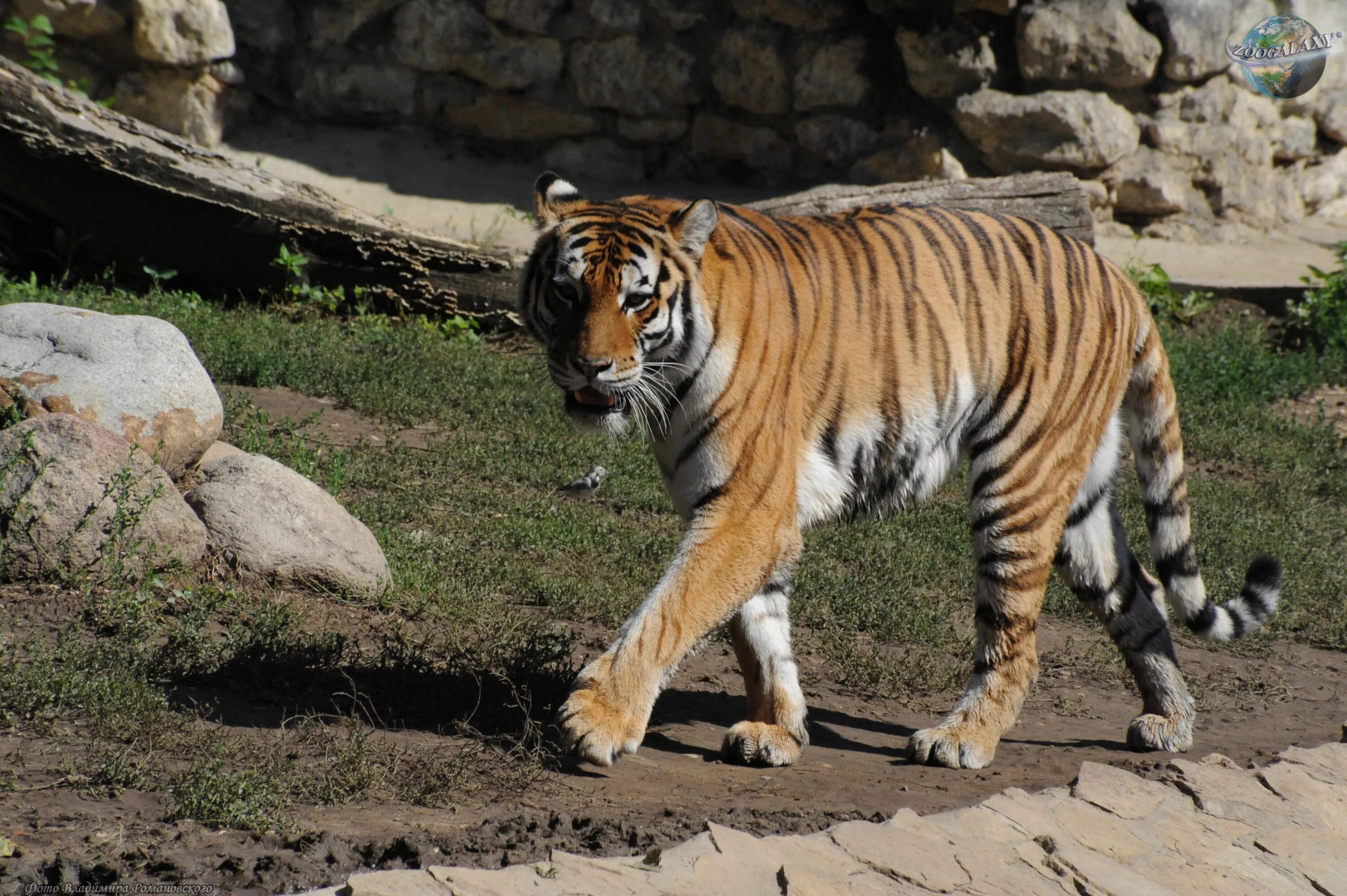 Китайские Амурские тигры. Подвиды тигров. Тигр с коротким хвостом. Балийский тигр. Бенгальский тигр подвид тигра